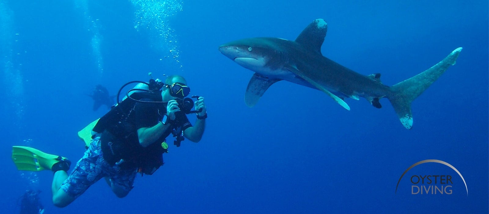 Oyster Diving Pledge Support for Shark Trust