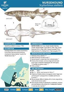 Nursehound ID Guide (pdf)