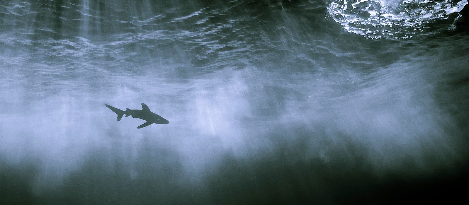 Shark Evolution