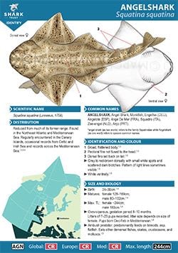 Angelshark ID Guide (pdf)