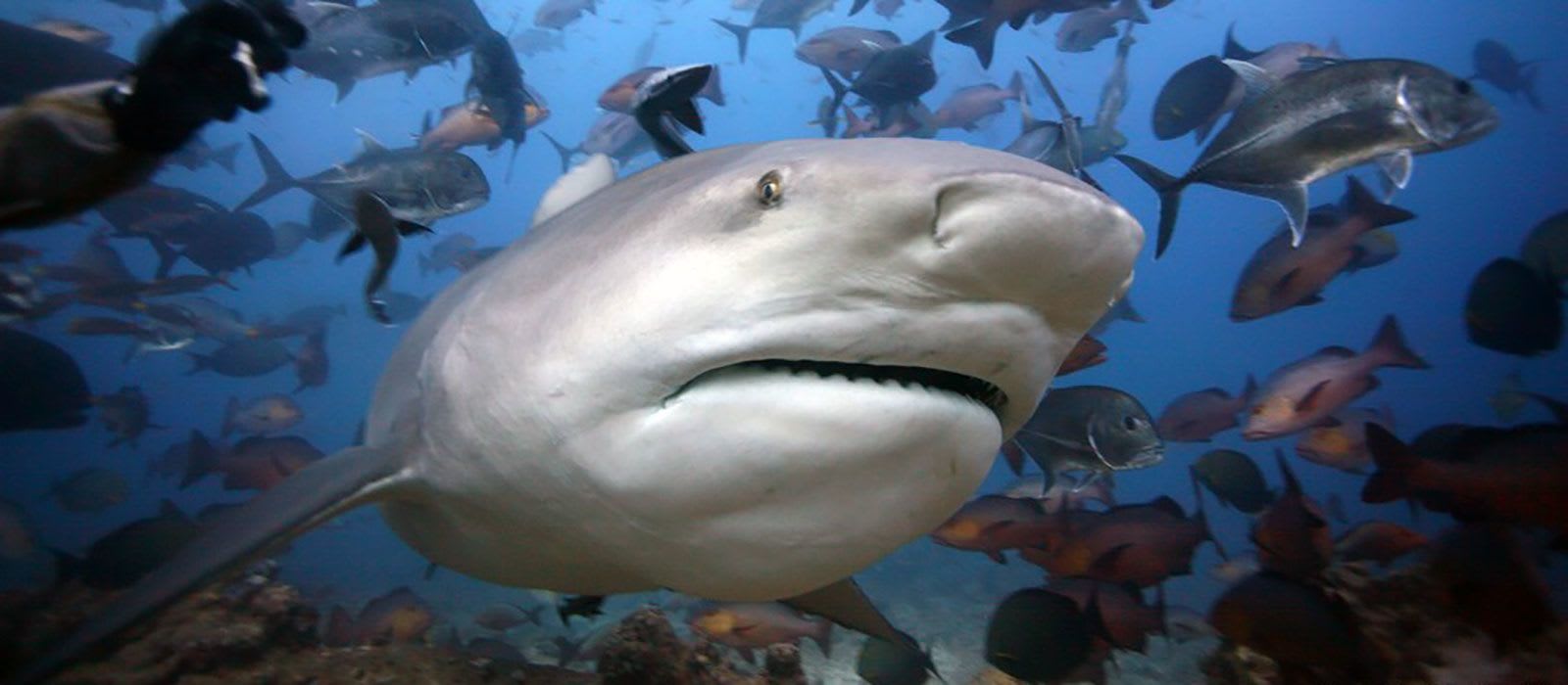 CREATURE FEATURE: Bull Shark