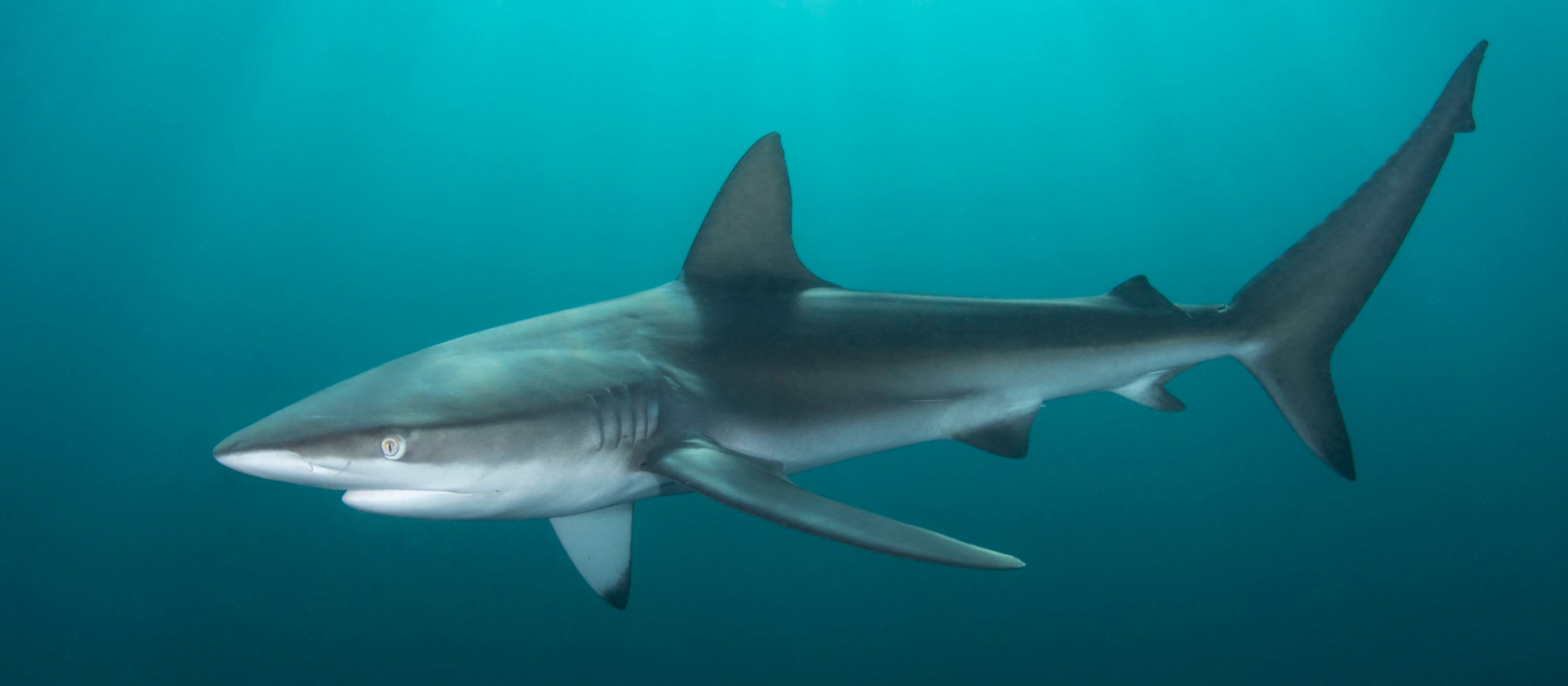 CREATURE FEATURE: DUSKY SHARK