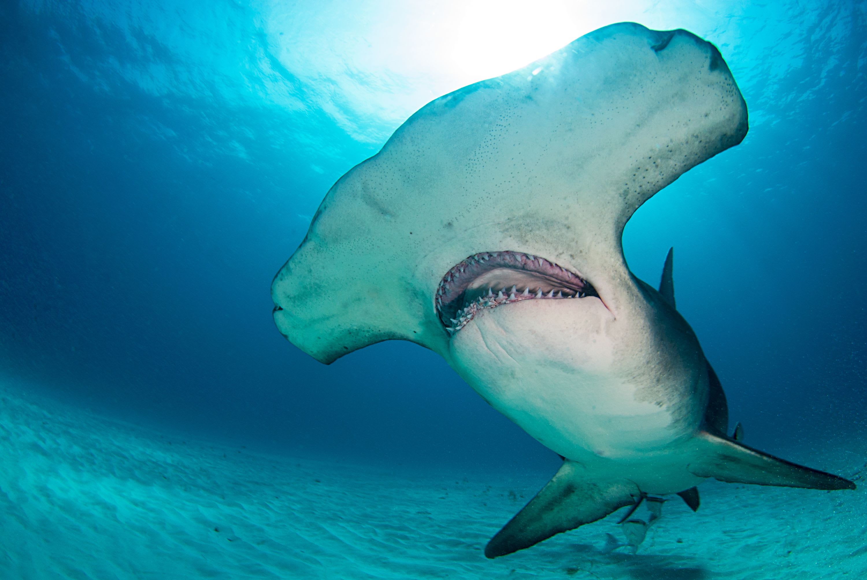 CREATURE FEATURE: GREAT HAMMERHEAD