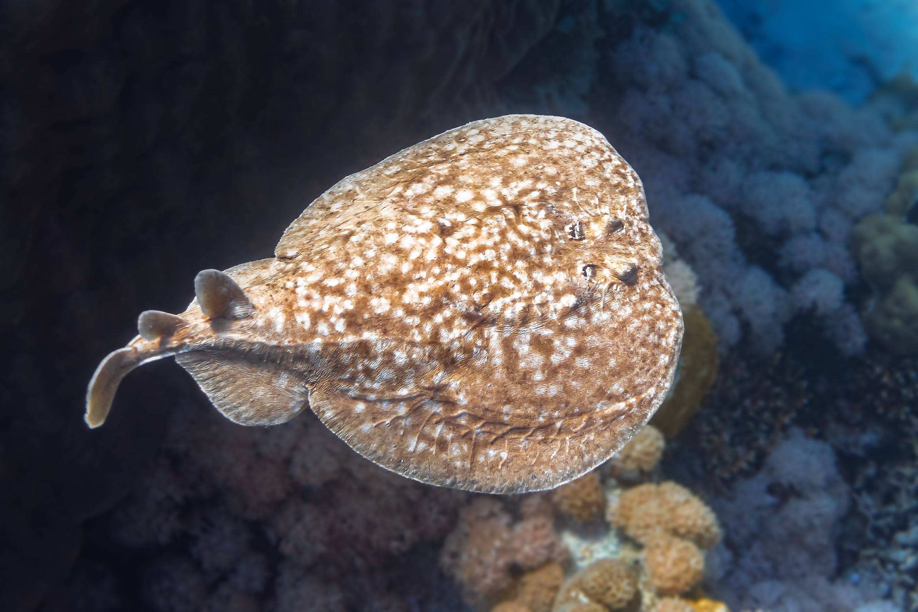 CREATURE FEATURE: ELECTRIC RAYS