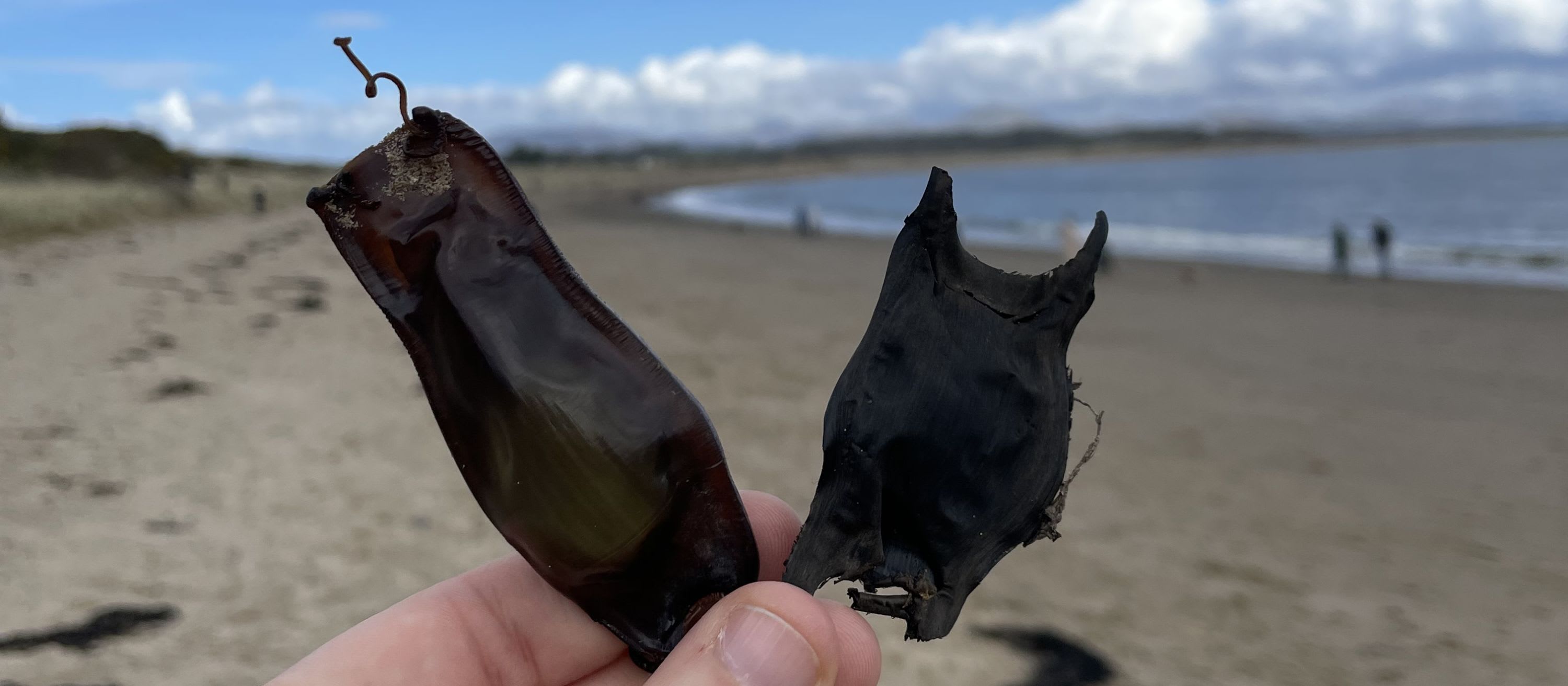 The Great Easter Eggcase Hunt – The Shark Trust goes to Wales!