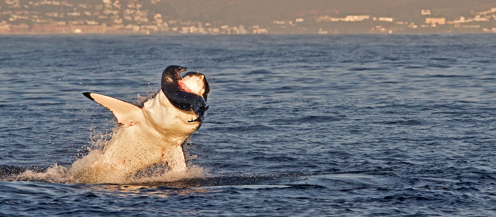 Sharks Matter - Here's Why Series (Part 2)
