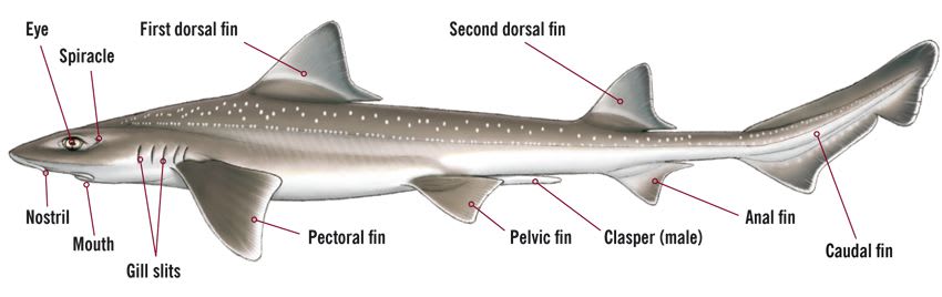 Starry Smoothhound Illustration (Male) © Marc Dando