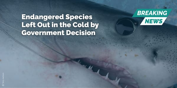 Endangered Species Left Out in the Cold by Government Decision