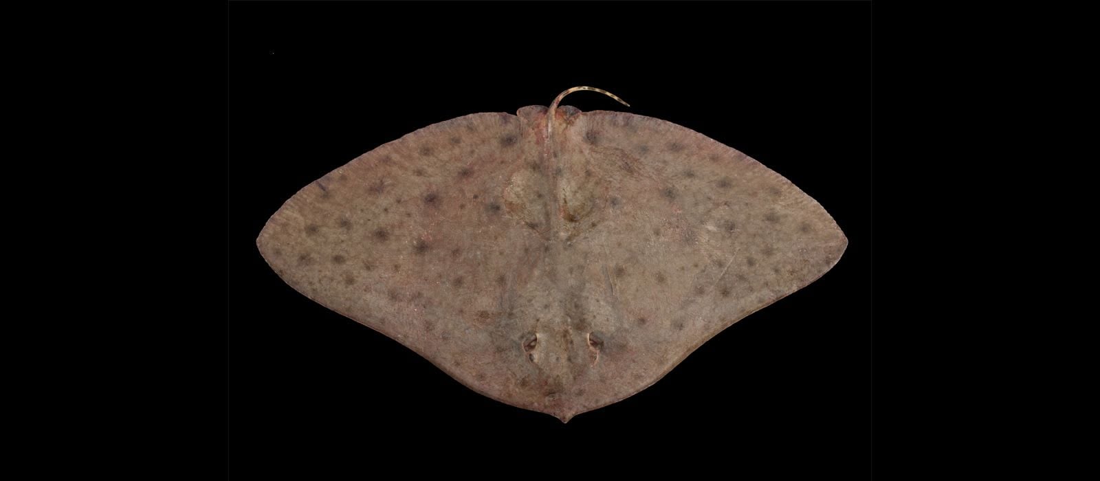 CREATURE FEATURE: BUTTERFLY RAYS