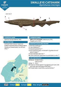 Smalleye Catshark ID Guide (pdf)