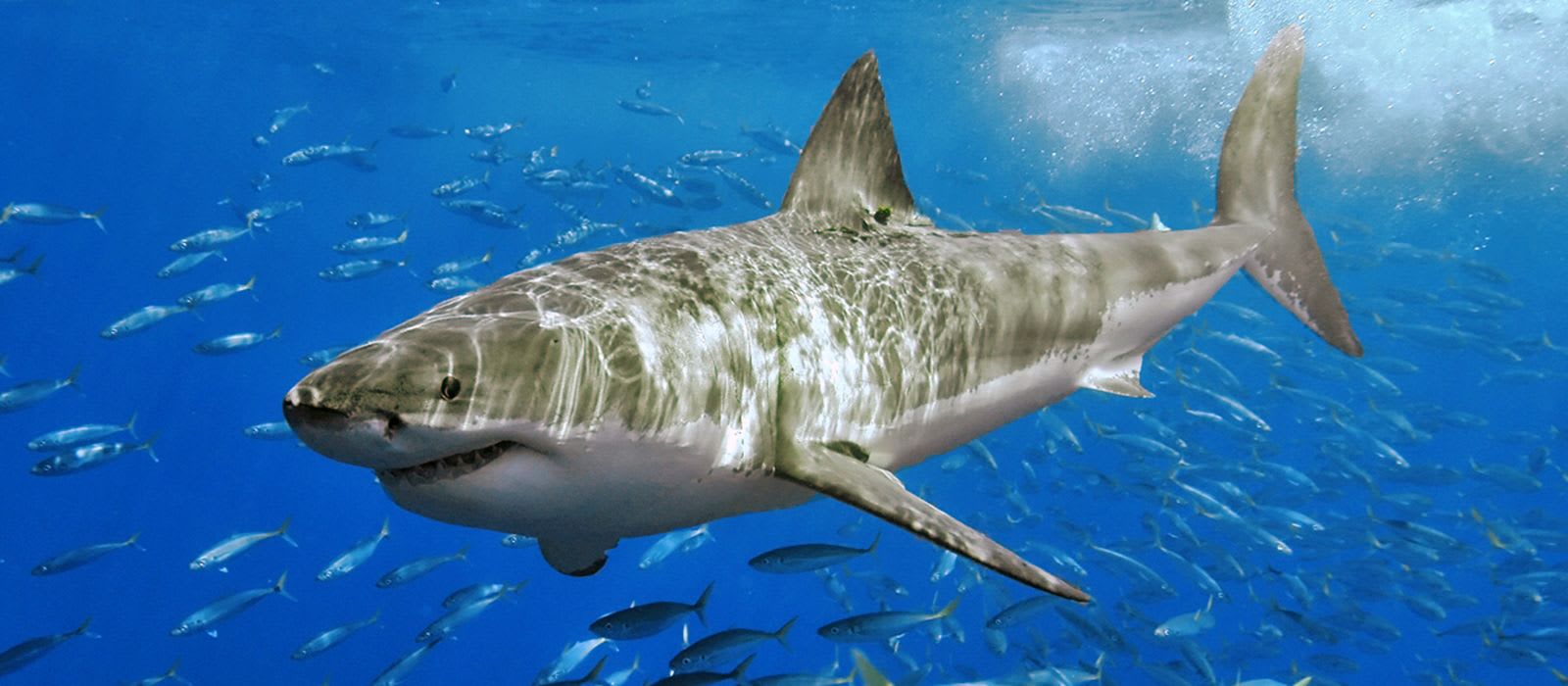 CREATURE FEATURE: Great White Shark