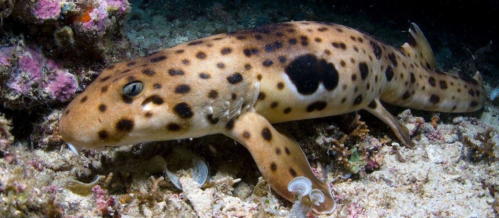 CREATURE FEATURE: Epaulette Shark