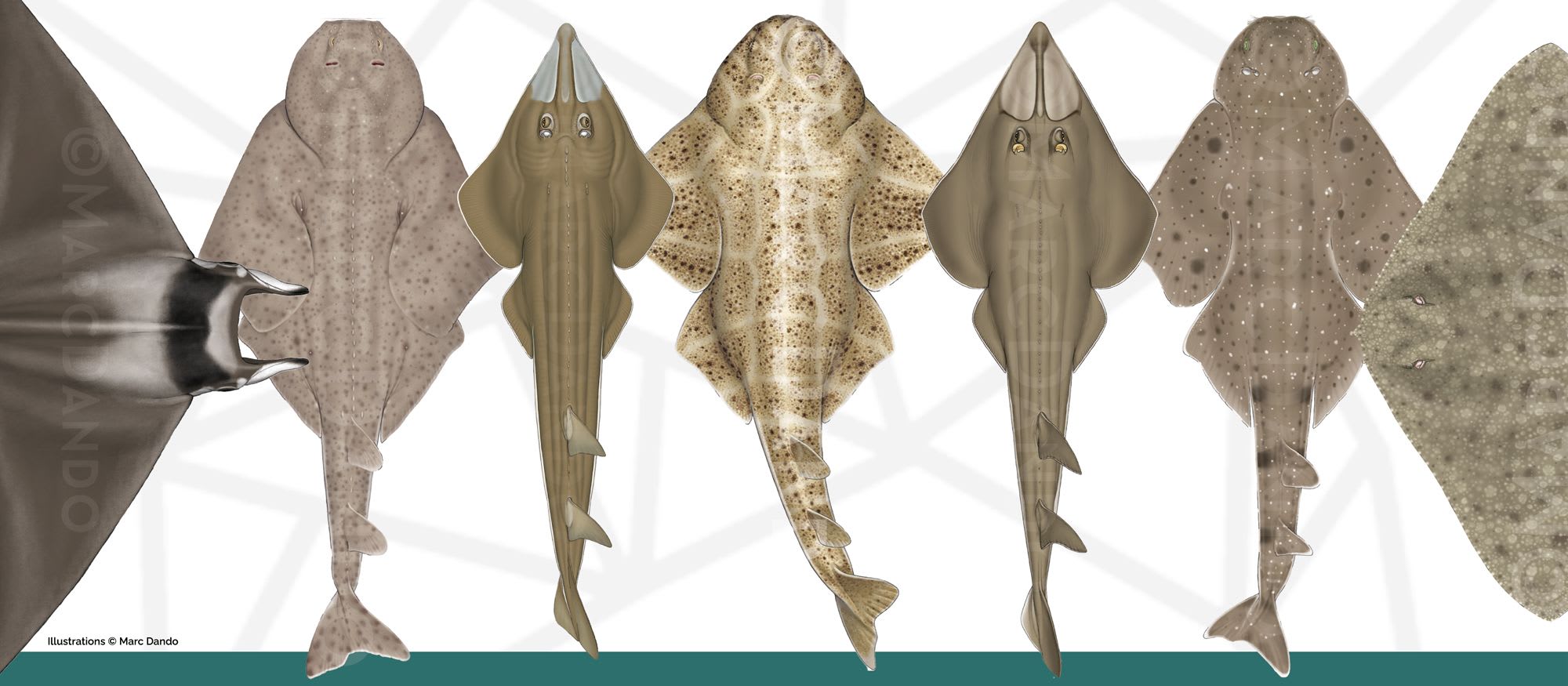Flat Shark Showcase