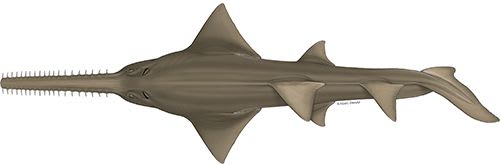 Largetooth Sawfish Illustration © Marc Dando.