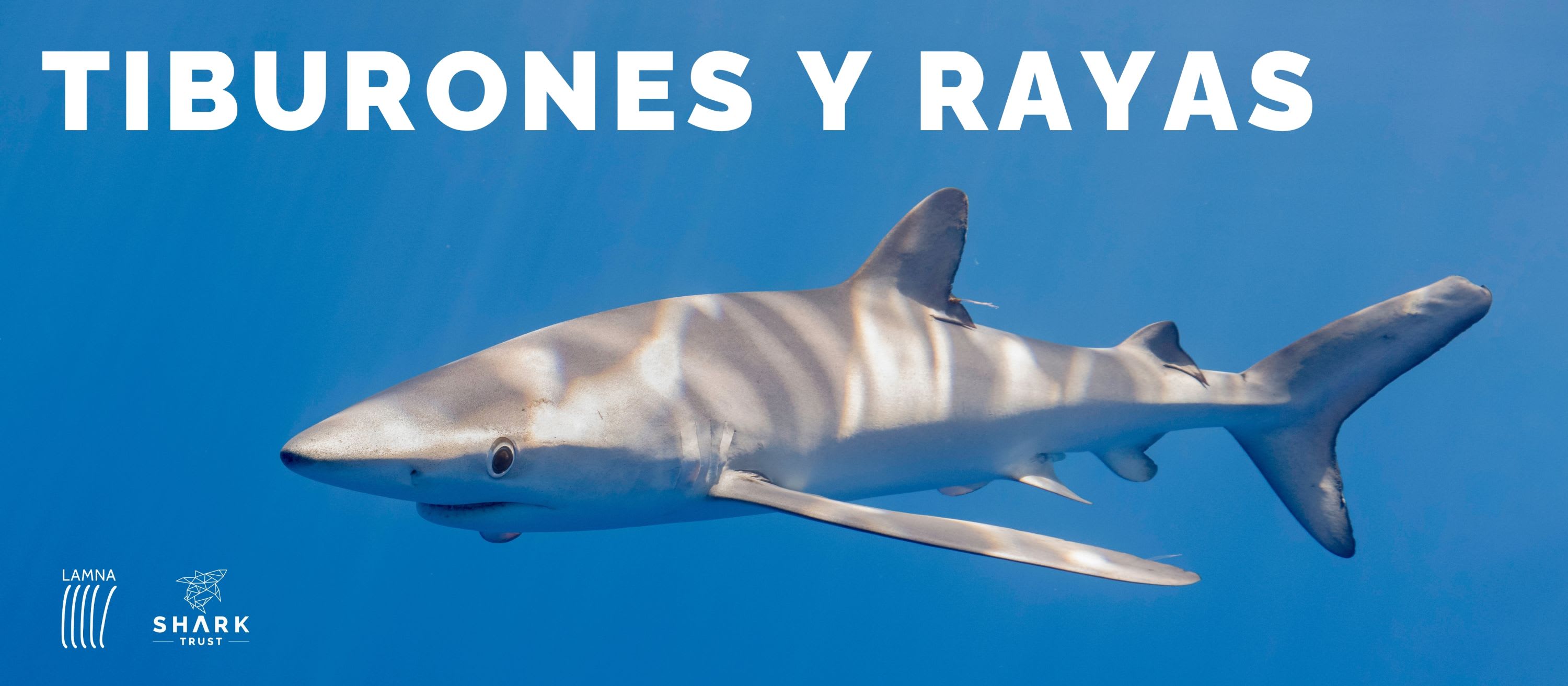 Tiburones y Rayas / Spanish Shark and Rays Project