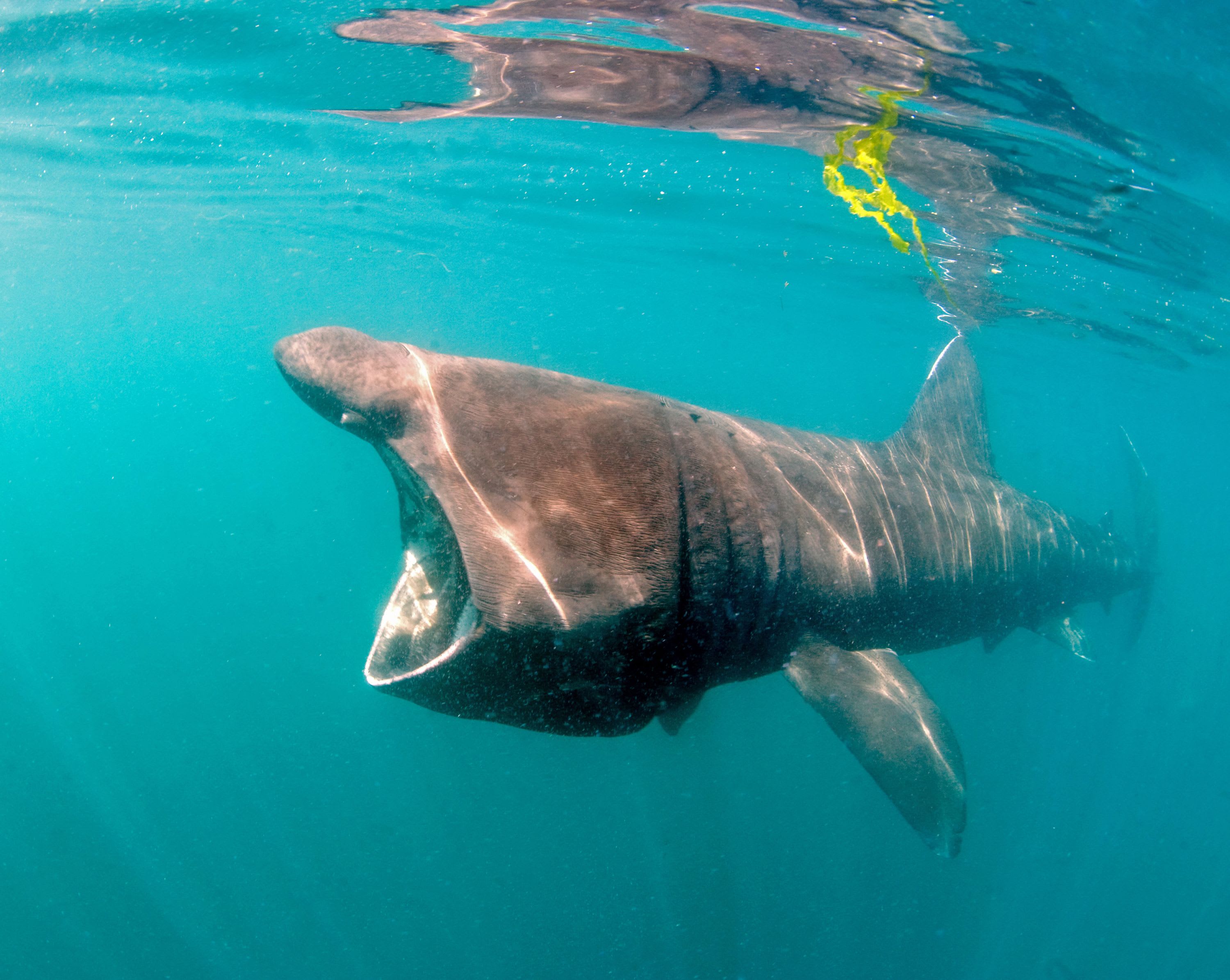 Basking Shark Threats and Conservation