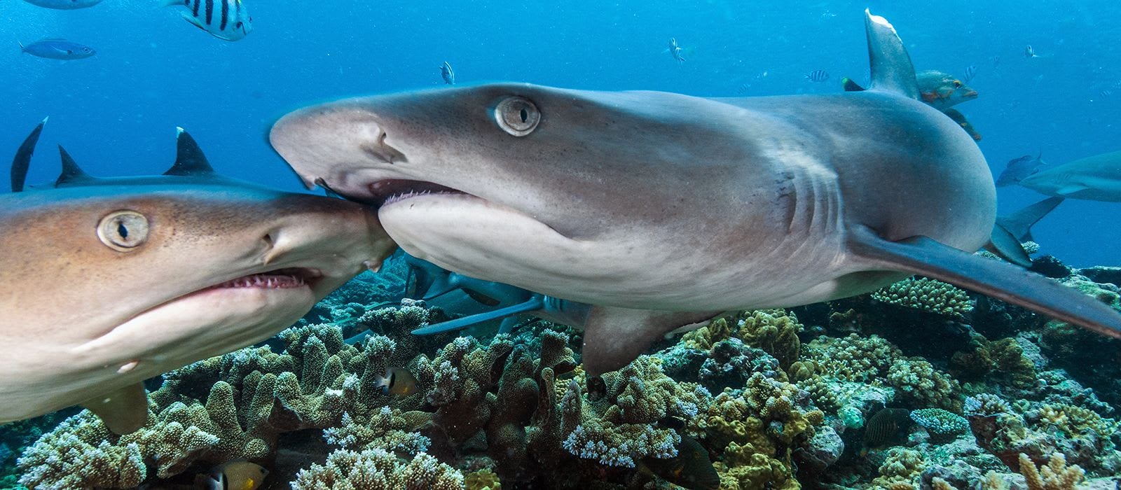 Shark Senses