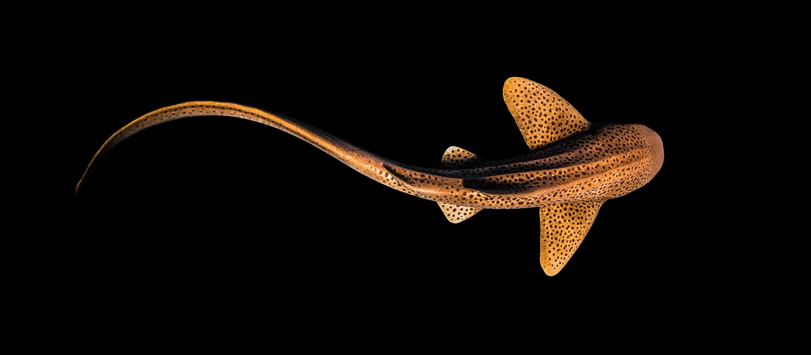 CREATURE FEATURE: Zebra Shark