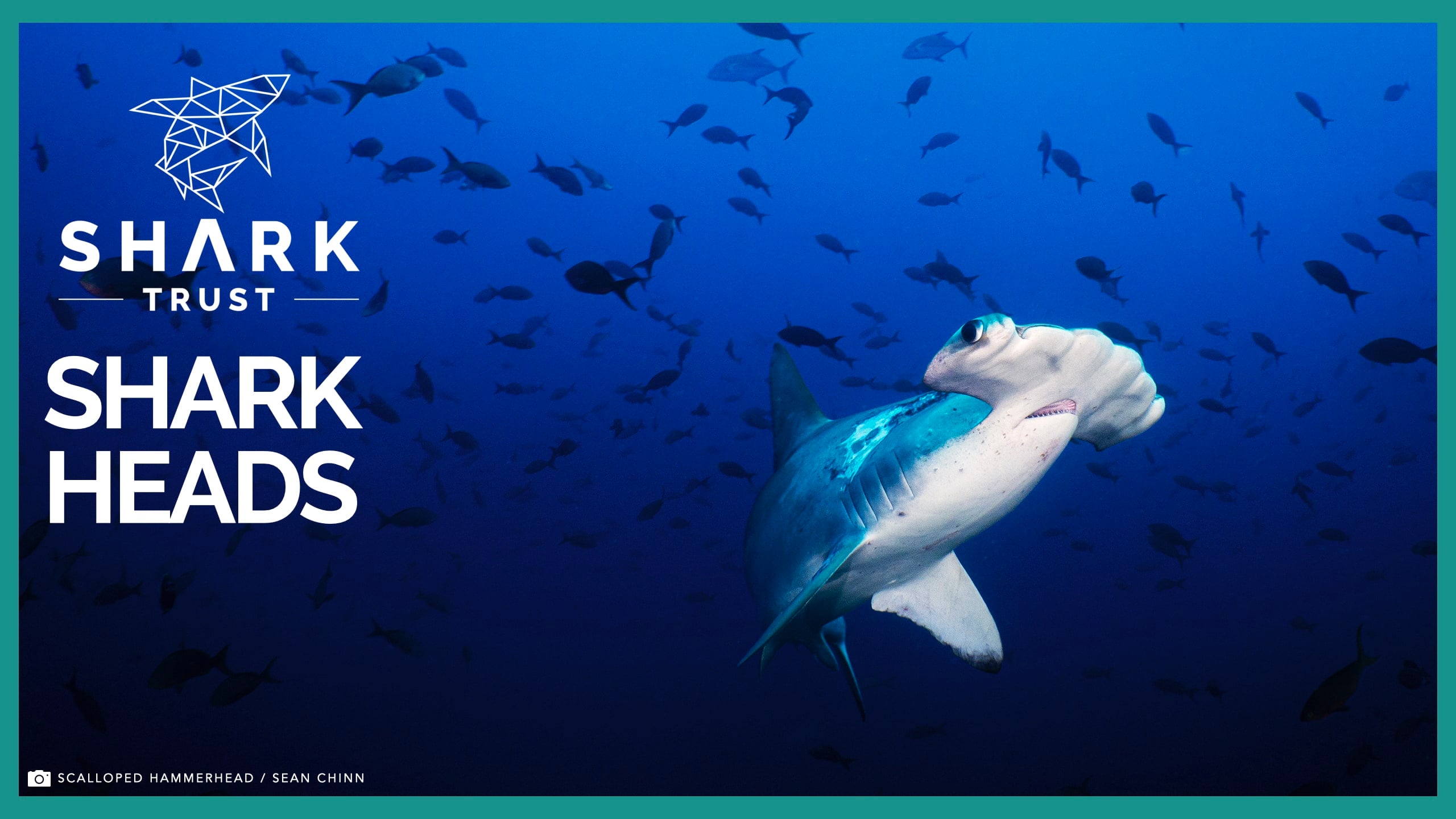 Shark Heads