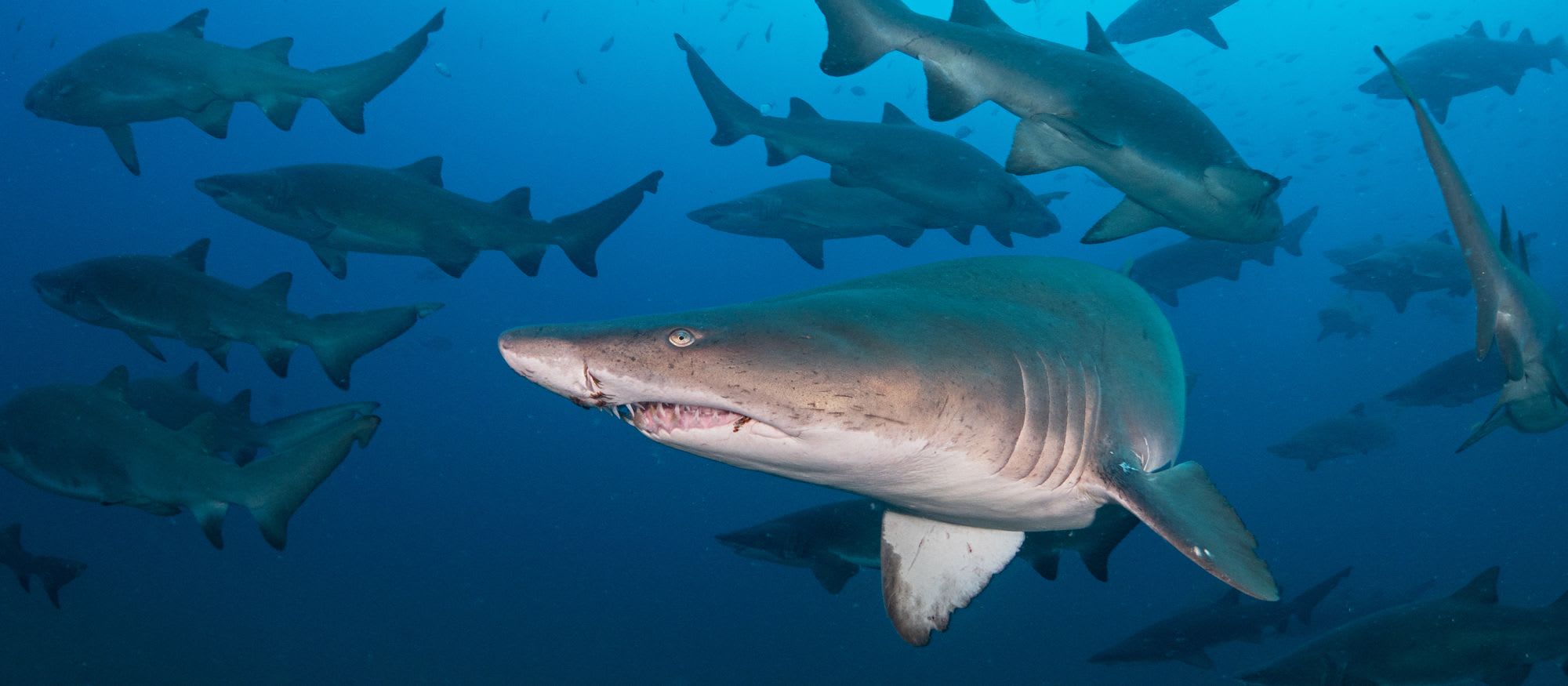 Partnering for Our Ocean