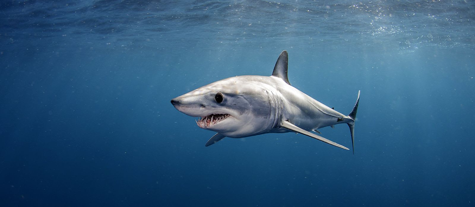 Shortfin Mako © Wildestanimals