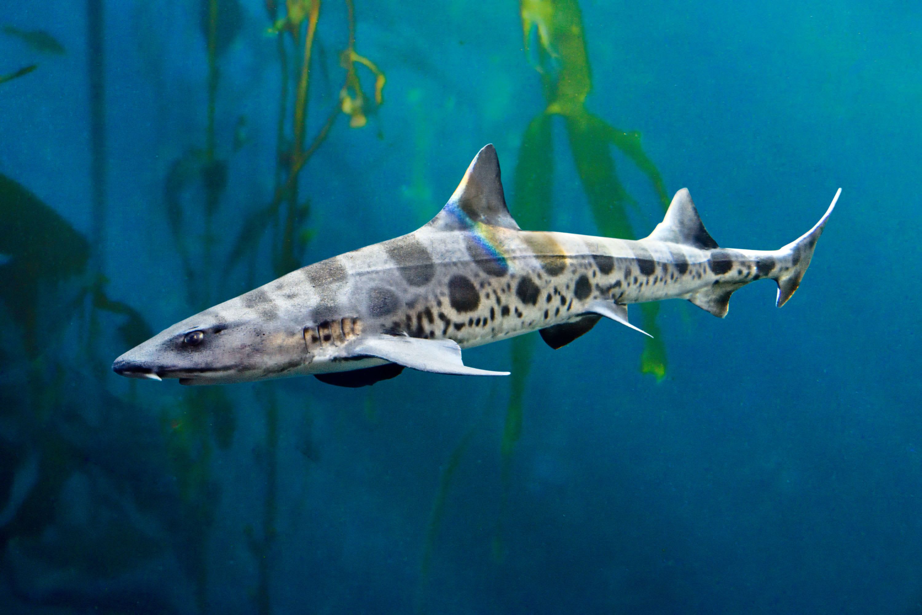 CREATURE FEATURE: THE HOUNDSHARKS