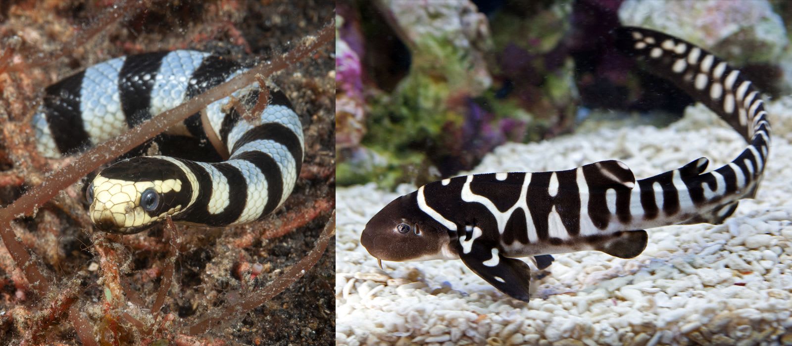 Young Zebra Shark © The National SEA LIFE Centre, Wikimedia Commons. Banded Seasnake © Massimo Rudon, Shutterstock