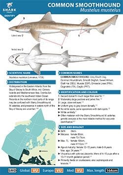 Common Smoothhound ID Guide (pdf)