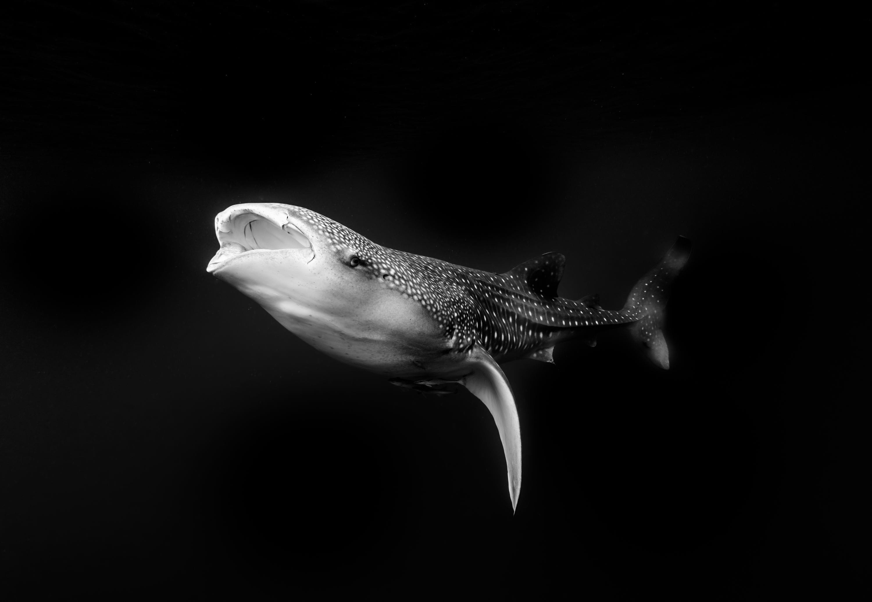 CREATURE FEATURE: WHALE SHARK