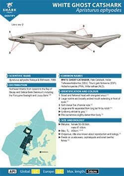 White Ghost Catshark ID Guide (pdf)
