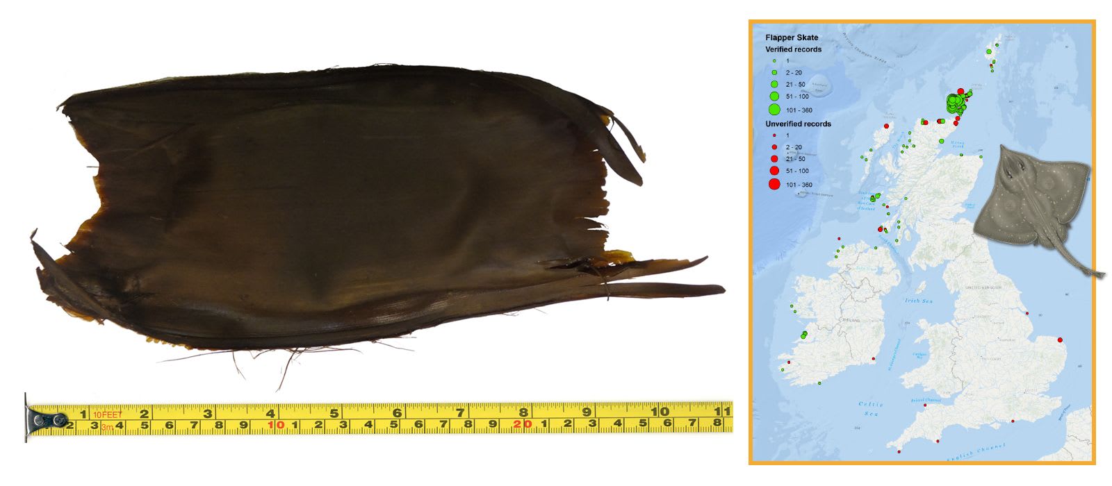 Flapper Skate Eggcase & Map