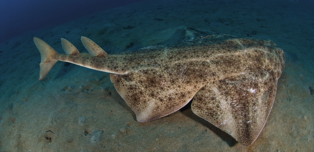 Photograph of the Angelshark