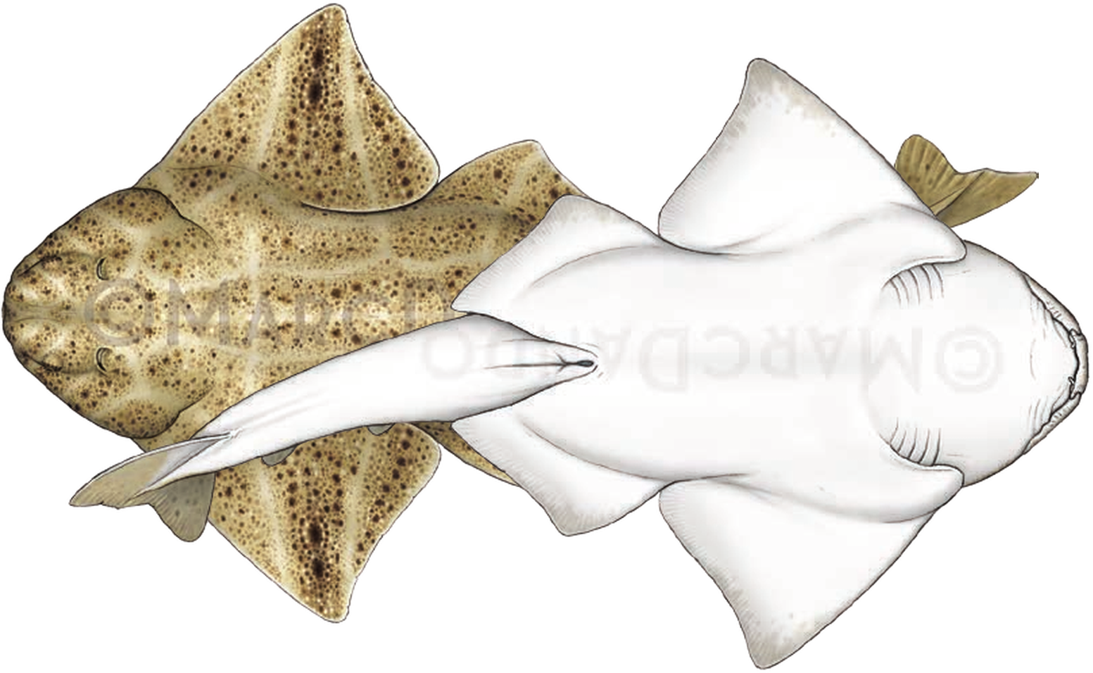 Illustration of the Angelshark