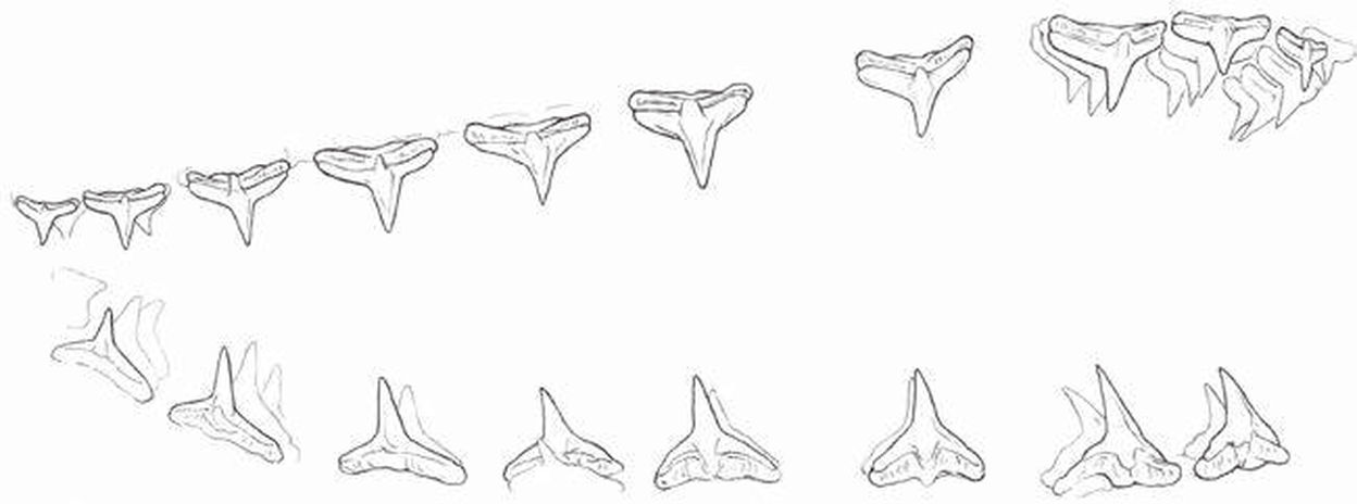 Line drawings of Angelshark teeth