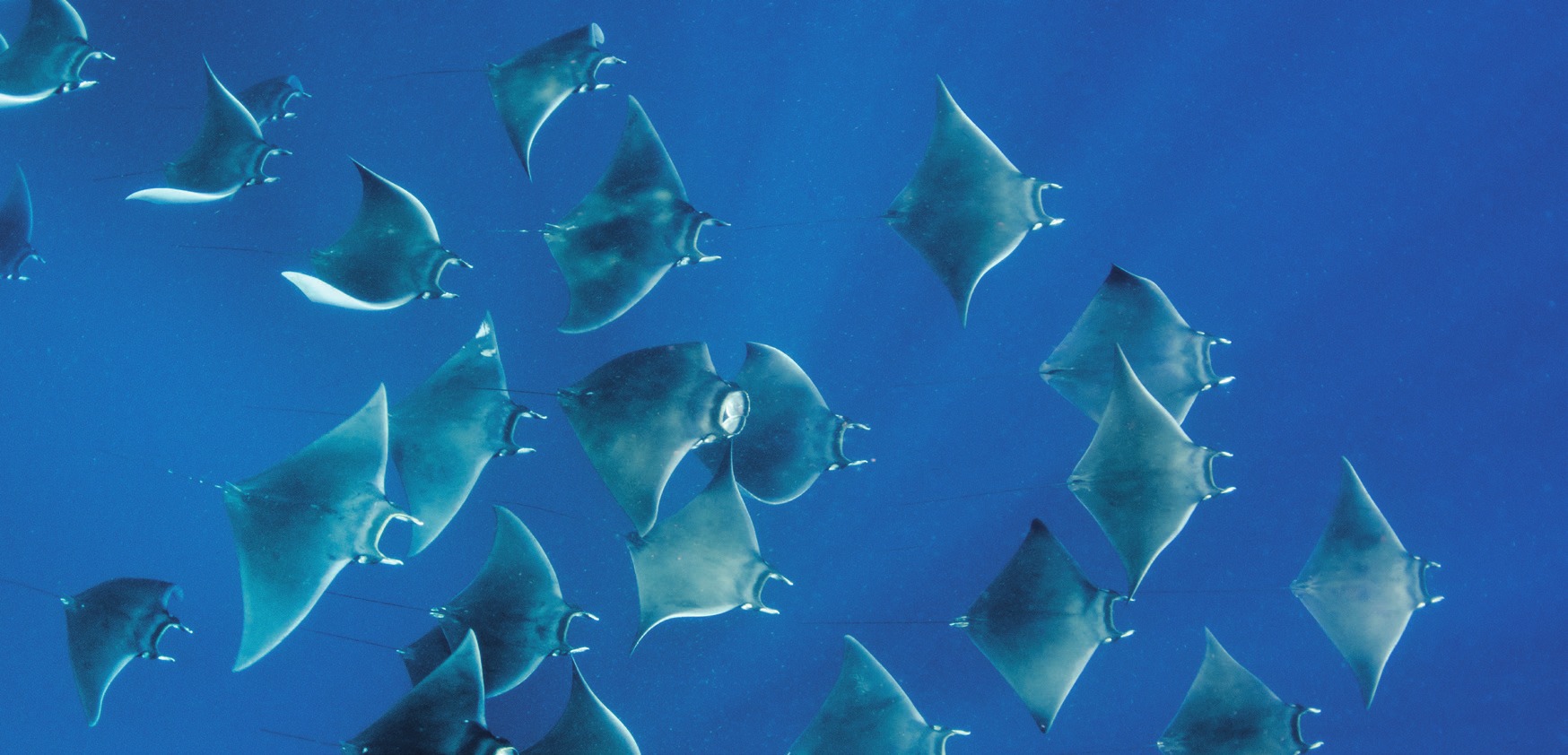 Photograph of the Atlantic Devil Ray