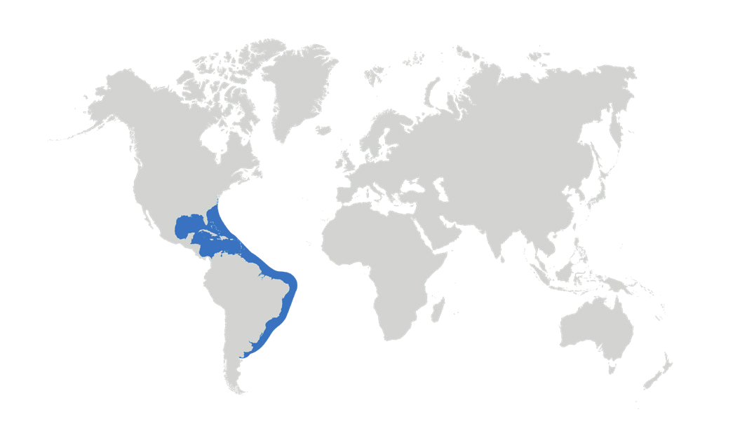 Map of the known distribution of the Atlantic Devil Ray