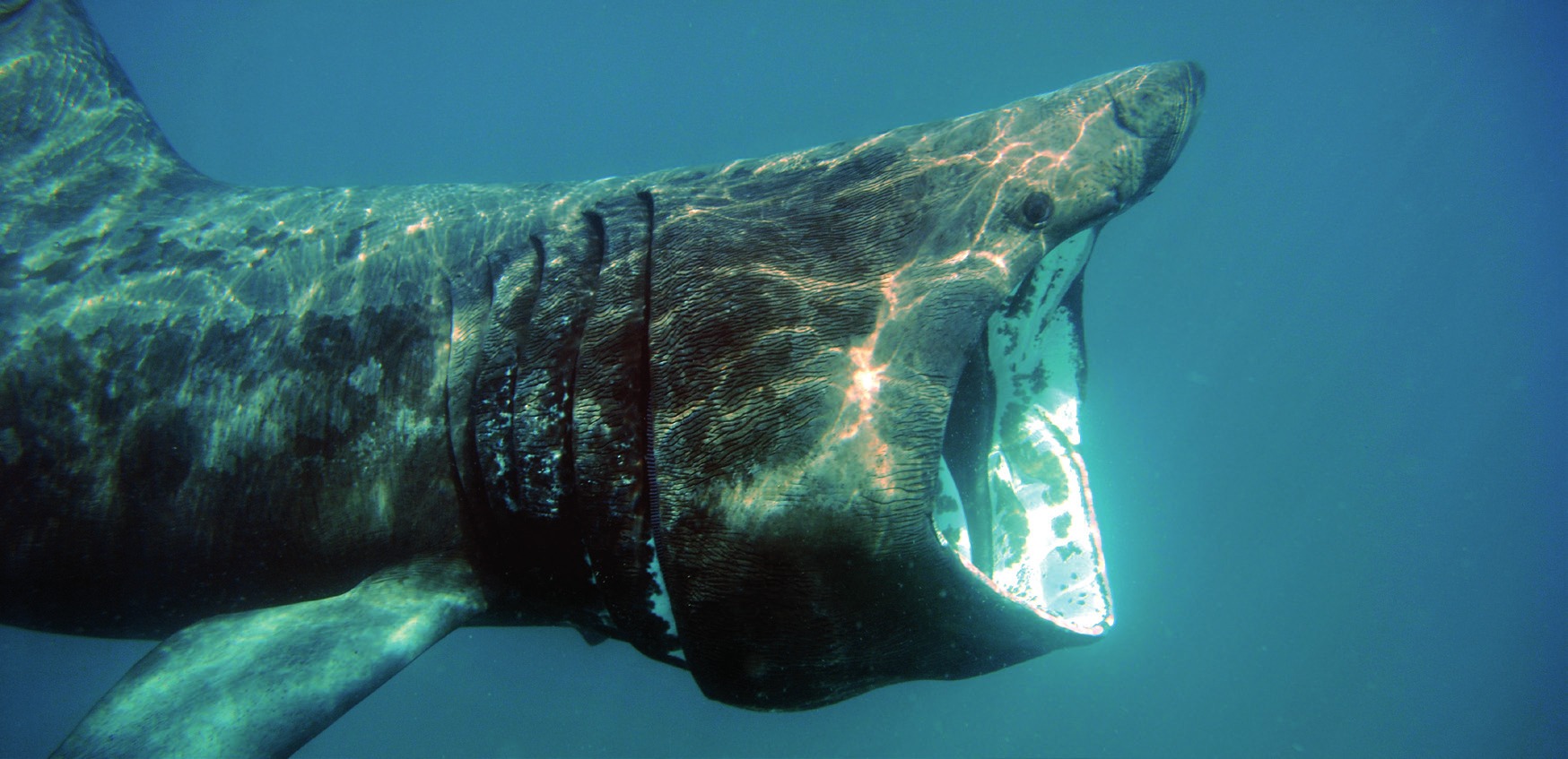 Photograph of the Basking Shark