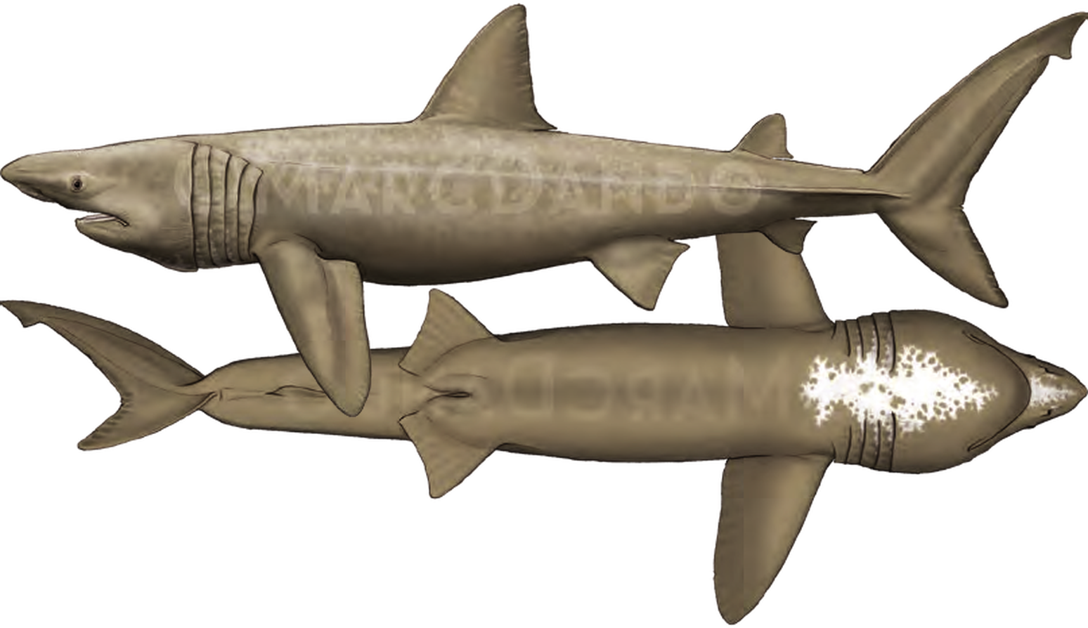 Illustration of the Basking Shark