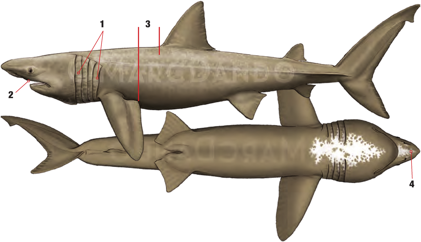 Illustration of the Basking Shark with numbered arrows marking each identifying feature