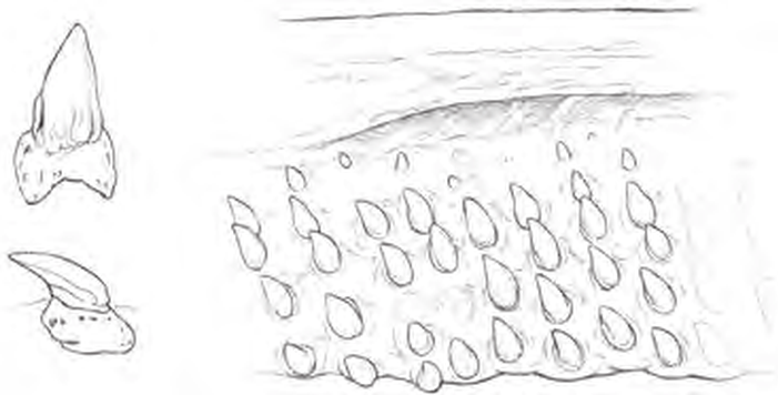 Line drawings of Basking Shark teeth