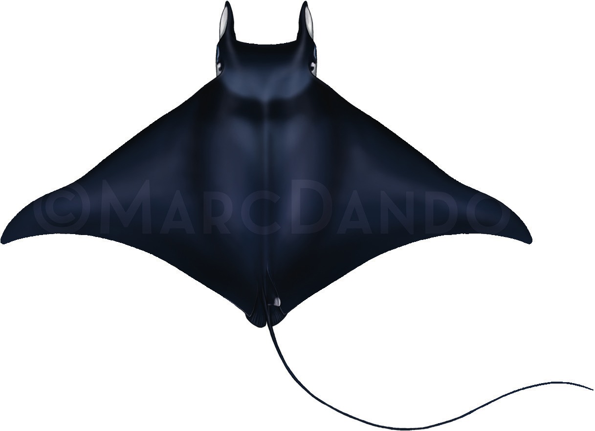 Photograph of the Bentfin Devil Ray