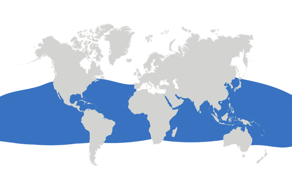 Map of the known distribution of the Bentfin Devil Ray