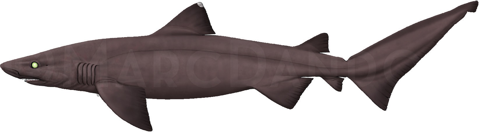 Photograph of the Bigeye Sand Tiger Shark