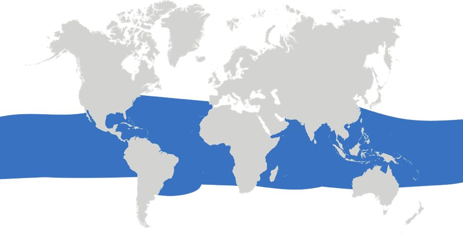 Map of the known distribution of the Bigeye Sand Tiger Shark