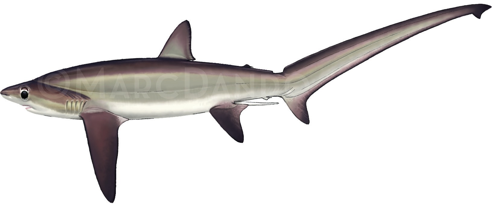 Photograph of the Bigeye Thresher Shark