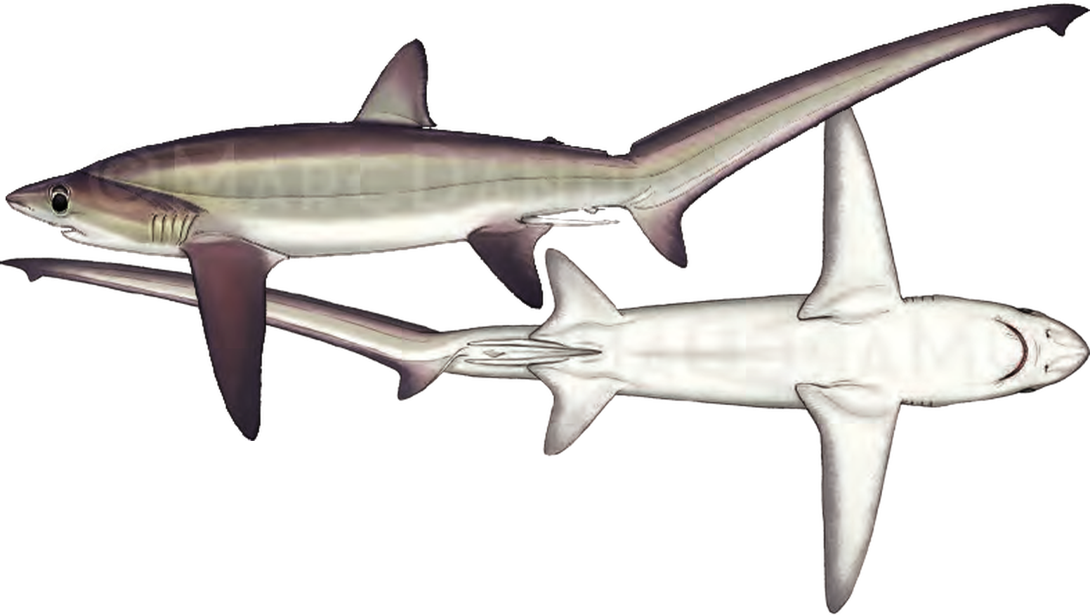 Illustration of the Bigeye Thresher Shark