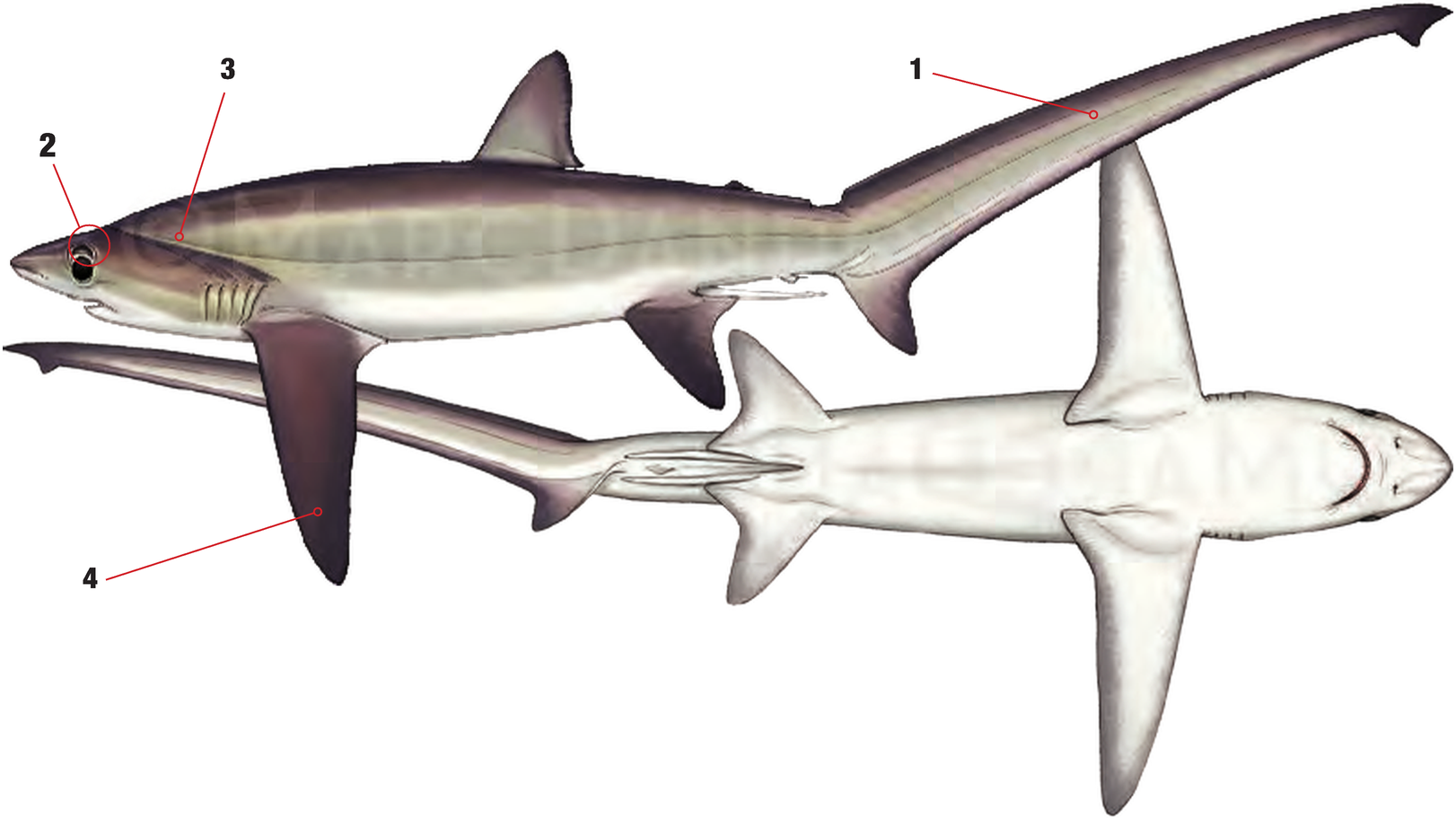 Illustration of the Bigeye Thresher Shark with numbered arrows marking each identifying feature
