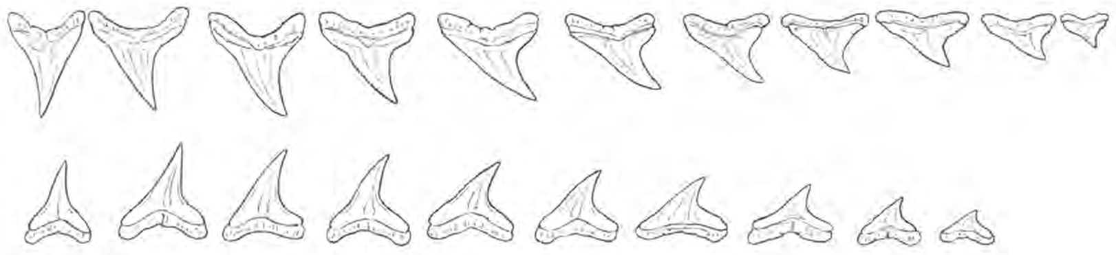 Line drawings of Bigeye Thresher Shark teeth