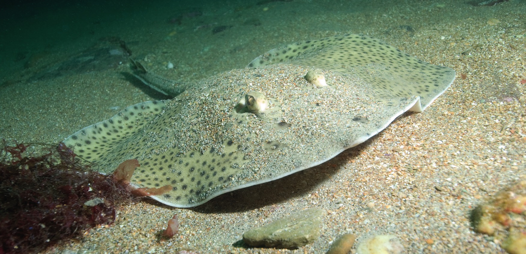 Photograph of the Blonde Ray
