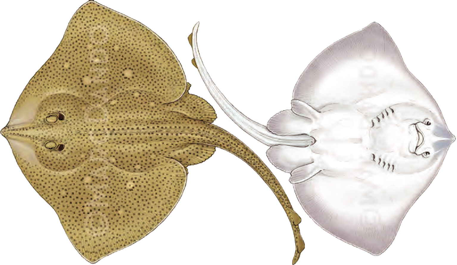 Illustration of the Blonde Ray